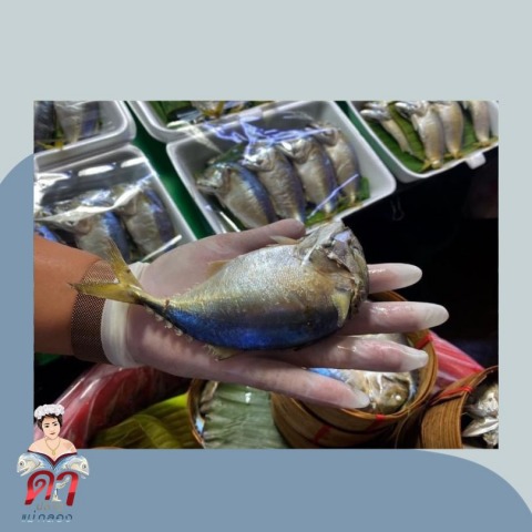โรงงานขายส่งปลาทูนึ่ง